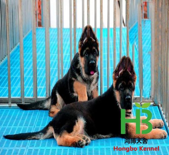 北京知名犬舍排名 北京正规犬舍排名 - 警犬训练器材厂家 _警犬训练用品_工作犬训练用品-南京开久警犬装备-警犬训练器材厂家 _警犬训练用品_工作犬训练用品-南京开久警犬装备