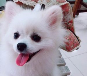 博美犬的样子(博美犬的样子 *** )-警犬训练器材厂家 _警犬训练用品_工作犬训练用品-南京开久警犬装备