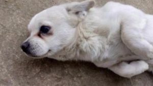 犬瘟热的症状有哪些(犬瘟热和细小症状区别)-警犬训练器材厂家 _警犬训练用品_工作犬训练用品-南京开久警犬装备