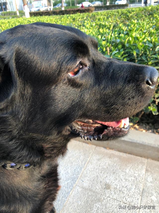 狗狗抓痕辨别(狗狗抓痕和普通划伤辨别 *** ) - 警犬训练器材厂家 _警犬训练用品_工作犬训练用品-南京开久警犬装备-警犬训练器材厂家 _警犬训练用品_工作犬训练用品-南京开久警犬装备