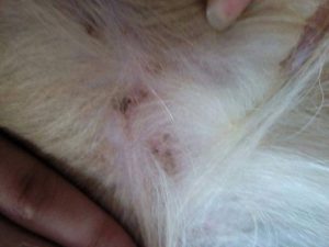 狗狗身上有跳蚤怎么办怎么处理(狗狗身上有跳蚤了怎么办)-警犬训练器材厂家 _警犬训练用品_工作犬训练用品-南京开久警犬装备