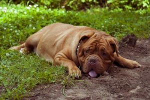 狗喘气喘得很厉害怎么办(老年狗喘气喘得很厉害怎么办)-警犬训练器材厂家 _警犬训练用品_工作犬训练用品-南京开久警犬装备