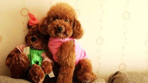 泰迪犬多少钱一只,泰迪犬多少钱一只幼崽-警犬训练器材厂家 _警犬训练用品_工作犬训练用品-南京开久警犬装备