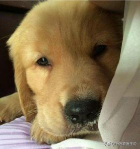 二个月狗咳嗽怎么治疗(狗咳嗽怎么治疗?)-警犬训练器材厂家 _警犬训练用品_工作犬训练用品-南京开久警犬装备