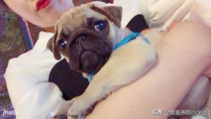 狗狗医生 *** 咨询_狗狗医生 *** 咨询免费微信-警犬训练器材厂家 _警犬训练用品_工作犬训练用品-南京开久警犬装备