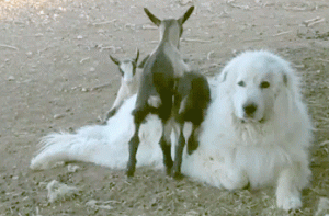 大白熊属于什么犬种(大白熊属于大型犬吗)-警犬训练器材厂家 _警犬训练用品_工作犬训练用品-南京开久警犬装备