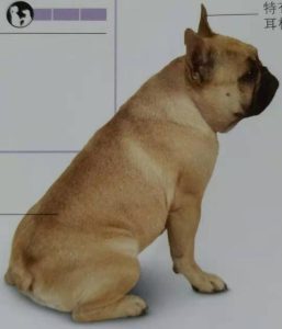 最适合的伴侣犬(什么狗适合当伴侣犬)-警犬训练器材厂家 _警犬训练用品_工作犬训练用品-南京开久警犬装备