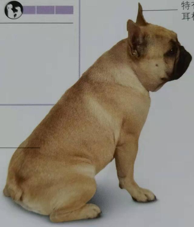 最适合的伴侣犬(什么狗适合当伴侣犬) - 警犬训练器材厂家 _警犬训练用品_工作犬训练用品-南京开久警犬装备-警犬训练器材厂家 _警犬训练用品_工作犬训练用品-南京开久警犬装备