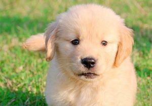 犬瘟热试纸怎么用(犬瘟热试纸怎么用 *** )-警犬训练器材厂家 _警犬训练用品_工作犬训练用品-南京开久警犬装备