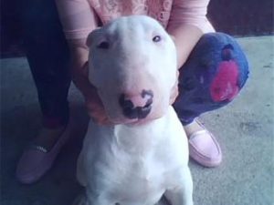 牛头梗犬(牛头梗犬寿命)-警犬训练器材厂家 _警犬训练用品_工作犬训练用品-南京开久警犬装备