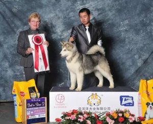 北京cku认证犬舍(广州cku认证犬舍)-警犬训练器材厂家 _警犬训练用品_工作犬训练用品-南京开久警犬装备