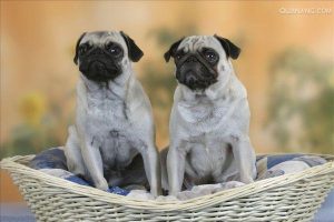 八哥犬优缺点性格(八哥犬性格温顺吗)-警犬训练器材厂家 _警犬训练用品_工作犬训练用品-南京开久警犬装备