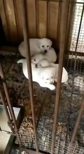 余姚哪里有收狗的地方-警犬训练器材厂家 _警犬训练用品_工作犬训练用品-南京开久警犬装备