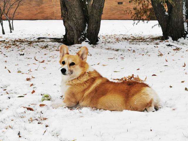 苏珊与狗(苏珊与狗) - 警犬训练器材厂家 _警犬训练用品_工作犬训练用品-南京开久警犬装备-警犬训练器材厂家 _警犬训练用品_工作犬训练用品-南京开久警犬装备