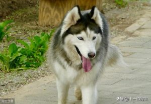 秋田犬后腿走路没劲怎么办-警犬训练器材厂家 _警犬训练用品_工作犬训练用品-南京开久警犬装备