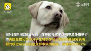 什么狗能嗅出癌症吗(狗不能嗅出什么东西)-警犬训练器材厂家 _警犬训练用品_工作犬训练用品-南京开久警犬装备