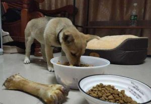 狗狗绝育是什么意思(狗狗的绝育手术是什么意思)-警犬训练器材厂家 _警犬训练用品_工作犬训练用品-南京开久警犬装备