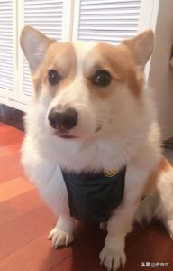 狗狗走丢了怎么办狗狗走丢怎么处理？狗狗狗狗丢了二要怎么办-警犬训练器材厂家 _警犬训练用品_工作犬训练用品-南京开久警犬装备