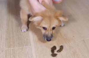 狗狗为什么喜欢 *** ？狗狗为什么吃人屎呢-警犬训练器材厂家 _警犬训练用品_工作犬训练用品-南京开久警犬装备