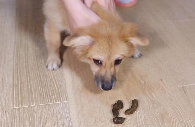 狗狗为什么喜欢 *** ？狗狗为什么吃人屎呢 - 警犬训练器材厂家 _警犬训练用品_工作犬训练用品-南京开久警犬装备-警犬训练器材厂家 _警犬训练用品_工作犬训练用品-南京开久警犬装备