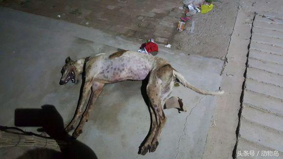 临沂格力犬吧(临沂格力犬百姓网) - 警犬训练器材厂家 _警犬训练用品_工作犬训练用品-南京开久警犬装备-警犬训练器材厂家 _警犬训练用品_工作犬训练用品-南京开久警犬装备