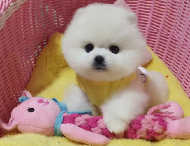 茶杯犬多少钱一只价格(茶杯犬最低多少钱一只) - 警犬训练器材厂家 _警犬训练用品_工作犬训练用品-南京开久警犬装备-警犬训练器材厂家 _警犬训练用品_工作犬训练用品-南京开久警犬装备