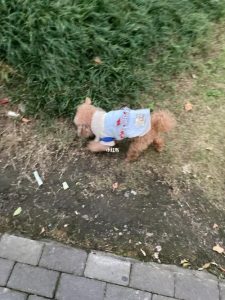 狗狗走丢了(狗狗走丢了会不会自己找到家)-警犬训练器材厂家 _警犬训练用品_工作犬训练用品-南京开久警犬装备