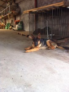 石家庄最大狗宠物市场  石家庄最大狗市场在哪里-警犬训练器材厂家 _警犬训练用品_工作犬训练用品-南京开久警犬装备