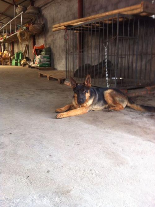 石家庄最大狗宠物市场 石家庄最大狗市场在哪里 - 警犬训练器材厂家 _警犬训练用品_工作犬训练用品-南京开久警犬装备-警犬训练器材厂家 _警犬训练用品_工作犬训练用品-南京开久警犬装备