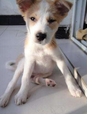 狗狗输完液后腿站不起来是什么原因 - 警犬训练器材厂家 _警犬训练用品_工作犬训练用品-南京开久警犬装备-警犬训练器材厂家 _警犬训练用品_工作犬训练用品-南京开久警犬装备