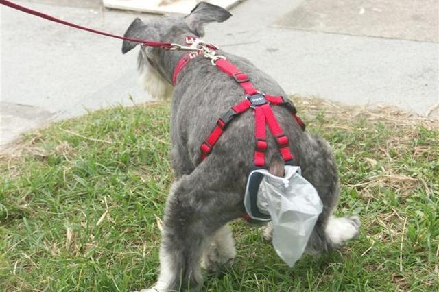 狗狗生病咨询(狗狗生病会传染给人吗) - 警犬训练器材厂家 _警犬训练用品_工作犬训练用品-南京开久警犬装备-警犬训练器材厂家 _警犬训练用品_工作犬训练用品-南京开久警犬装备