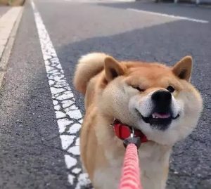 狗狗的交流 *** (狗狗币交流群)-警犬训练器材厂家 _警犬训练用品_工作犬训练用品-南京开久警犬装备