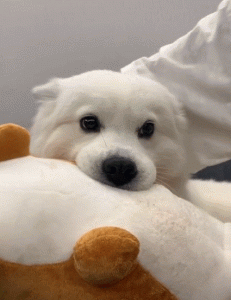 狗狗可以和人睡一起(狗狗可以跟人睡一起吗)-警犬训练器材厂家 _警犬训练用品_工作犬训练用品-南京开久警犬装备