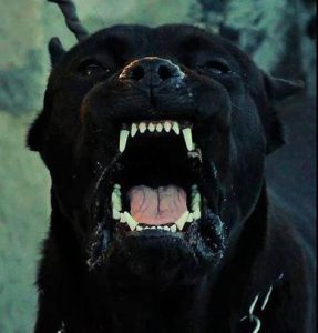 比特犬美国斗牛犬(美国斗牛犬和比特犬)-警犬训练器材厂家 _警犬训练用品_工作犬训练用品-南京开久警犬装备