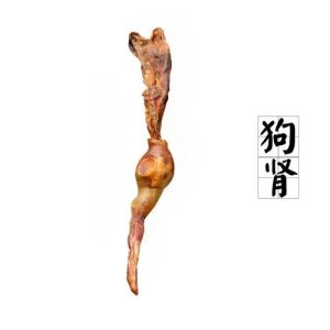 狗的肾有几个？ *** 狗有几个肾-警犬训练器材厂家 _警犬训练用品_工作犬训练用品-南京开久警犬装备