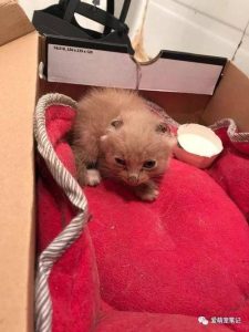 狗露出红色 *** 为啥(狗小 *** 红色那节不缩回去)-警犬训练器材厂家 _警犬训练用品_工作犬训练用品-南京开久警犬装备