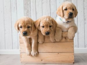 金毛寻回犬(金毛寻回犬价格多少钱一只)-警犬训练器材厂家 _警犬训练用品_工作犬训练用品-南京开久警犬装备