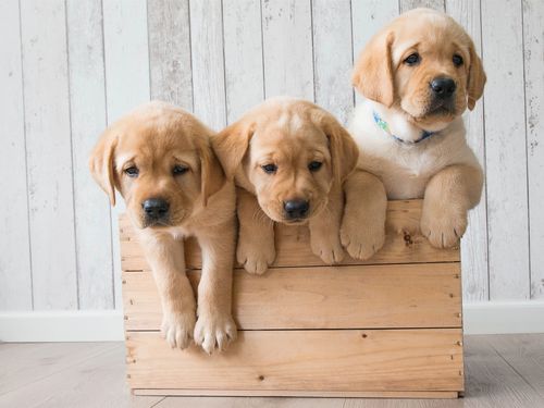 金毛寻回犬(金毛寻回犬价格多少钱一只) - 警犬训练器材厂家 _警犬训练用品_工作犬训练用品-南京开久警犬装备-警犬训练器材厂家 _警犬训练用品_工作犬训练用品-南京开久警犬装备