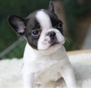 杭州法国斗牛犬可以办狗证吗(法国斗牛犬上海可以上狗证吗)-警犬训练器材厂家 _警犬训练用品_工作犬训练用品-南京开久警犬装备