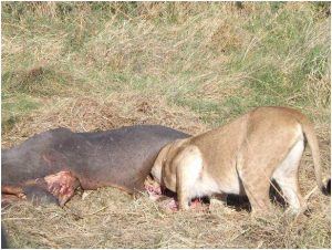 小狗卡住了怎么办萌宠？小狗被苹果卡住了怎么办-警犬训练器材厂家 _警犬训练用品_工作犬训练用品-南京开久警犬装备
