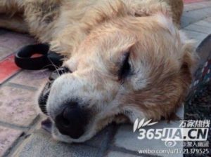 救狗事件(拦车救狗事件)-警犬训练器材厂家 _警犬训练用品_工作犬训练用品-南京开久警犬装备