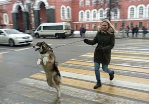 直立行走的狗(直立行走的狗信仰)-警犬训练器材厂家 _警犬训练用品_工作犬训练用品-南京开久警犬装备