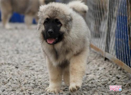 高加索山脉犬(高加索山脉犬 *** ) - 警犬训练器材厂家 _警犬训练用品_工作犬训练用品-南京开久警犬装备-警犬训练器材厂家 _警犬训练用品_工作犬训练用品-南京开久警犬装备