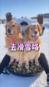 冬天带狗自驾游去哪好萌宠-警犬训练器材厂家 _警犬训练用品_工作犬训练用品-南京开久警犬装备