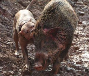 纯种土佐犬出售(纯种土佐犬多少钱一只)-警犬训练器材厂家 _警犬训练用品_工作犬训练用品-南京开久警犬装备