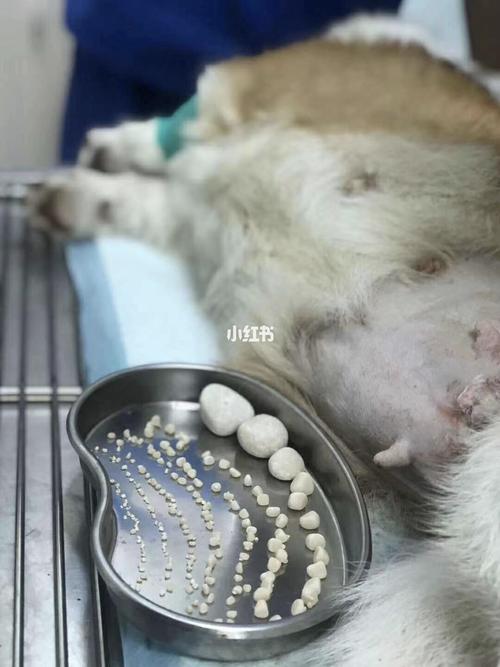 狗结石怎么治疗(狗肾结石怎么治疗 *** ) - 警犬训练器材厂家 _警犬训练用品_工作犬训练用品-南京开久警犬装备-警犬训练器材厂家 _警犬训练用品_工作犬训练用品-南京开久警犬装备