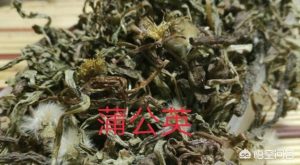 感冒能喝蒲公英水和狗枸吗(感冒了喝蒲公英水好不好)-警犬训练器材厂家 _警犬训练用品_工作犬训练用品-南京开久警犬装备