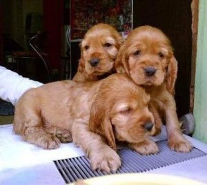 可卡犬多少钱(小体泰迪犬多少钱一只)-警犬训练器材厂家 _警犬训练用品_工作犬训练用品-南京开久警犬装备