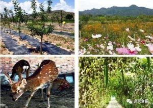 昌平可以带狗的农家院-警犬训练器材厂家 _警犬训练用品_工作犬训练用品-南京开久警犬装备