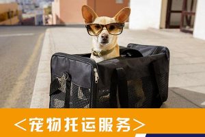 什么快递能寄宠物狗(什么物流可以寄宠物狗)-警犬训练器材厂家 _警犬训练用品_工作犬训练用品-南京开久警犬装备